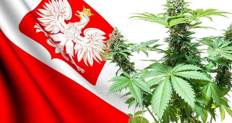 Legalizacja marihuany w Polsce
