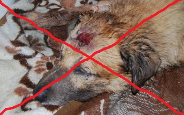 Petycja na Upublicznianie Danych/zdjęć Ludzi Krzywdzących zwierzęta 
